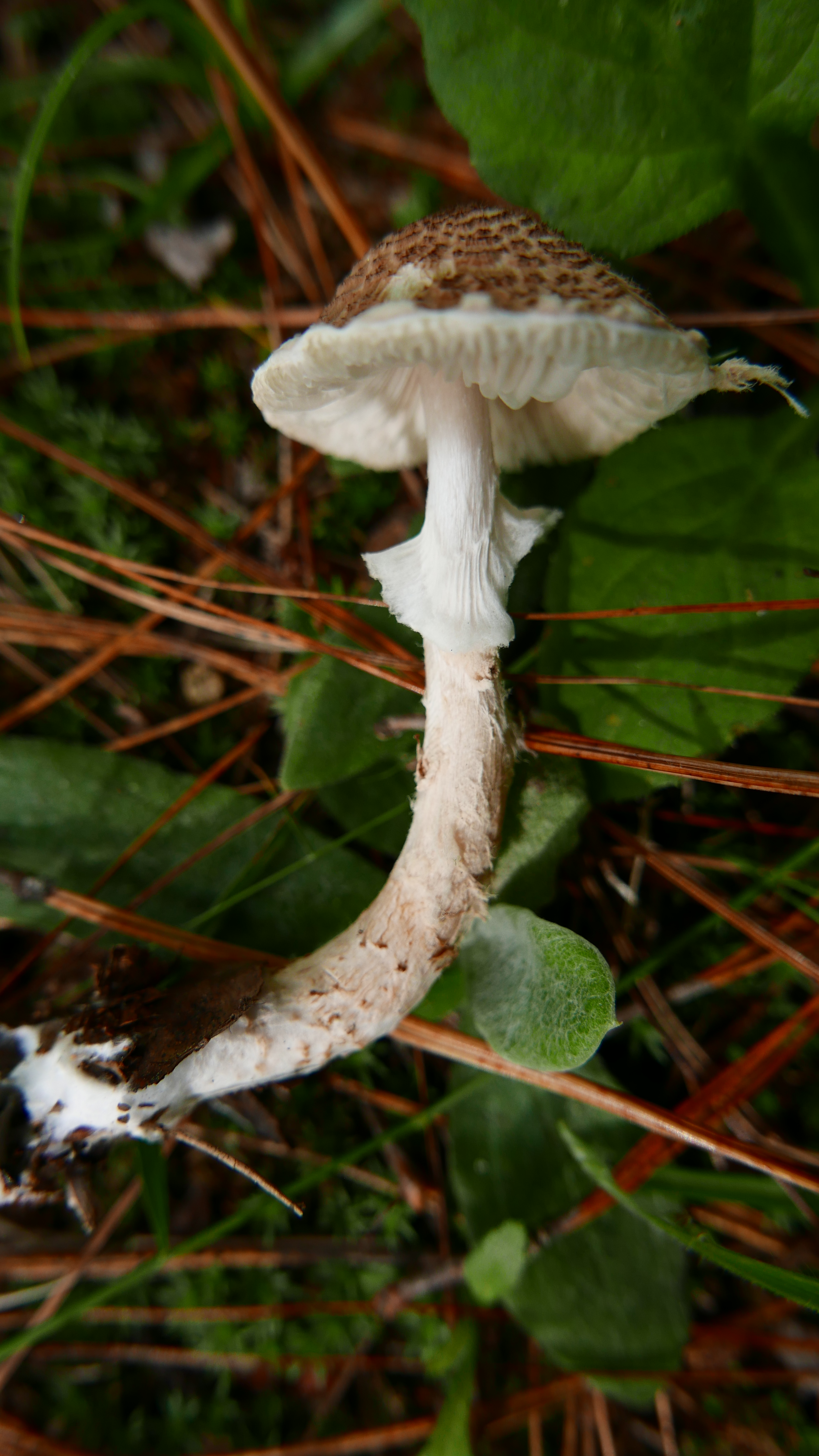 mushroom-image